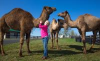 Camel Milk NSW image 1